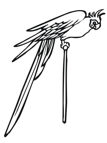 Parakeet on a Pole Free Printable Coloring Page