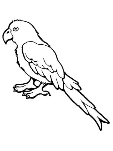 Parrot Bird To Print Coloring Page