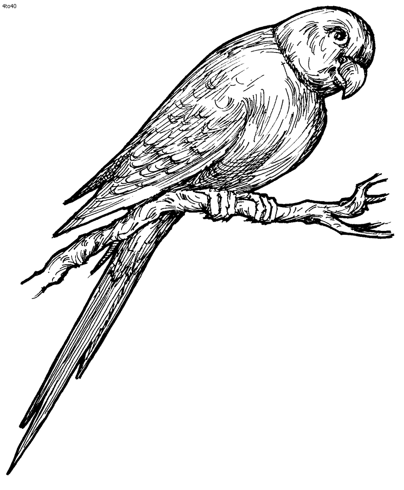 Parrot Coloring Image Free Printbale