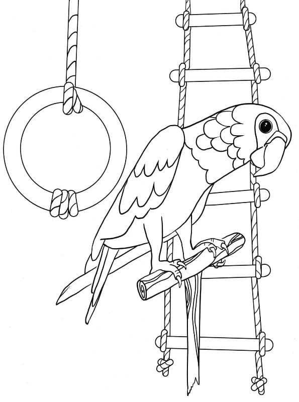Parrot Cute For Kids Free Printable Coloring Page