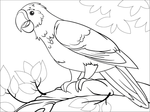 Parrot Cute Image Free Coloring Page