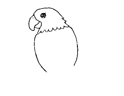 Parrot-Drawing-2