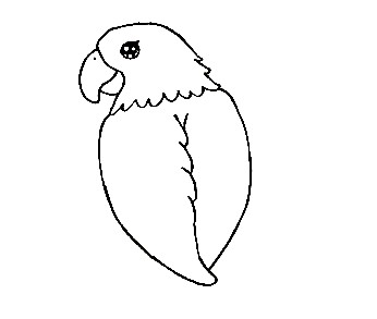 Parrot-Drawing-3