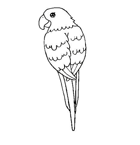 Parrot-Drawing-5