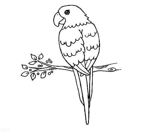 Parrot-Drawing-6