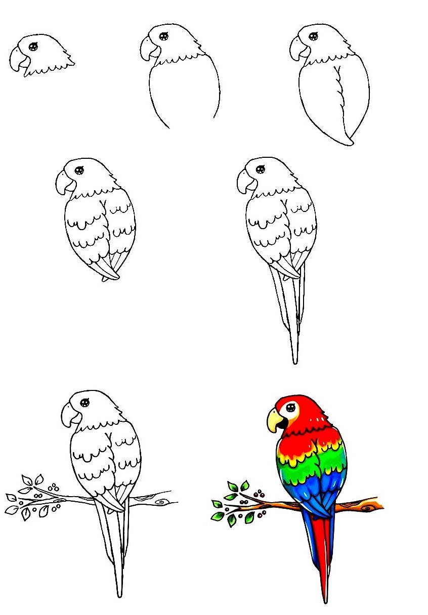 Parrot Drawing