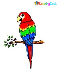 7 Simple Steps To Create An Awesome Parrot Drawing – How To Draw A Parrot Coloring Page
