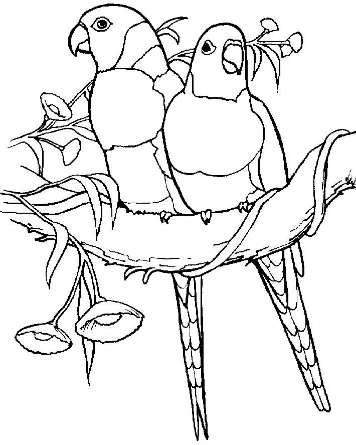 Parrot For Kids Picture Coloring Page