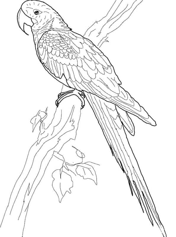 Parrot Free Image Coloring Page