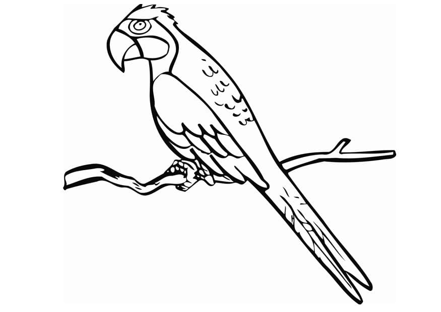 Parrot Sweet Free Printable Coloring Page