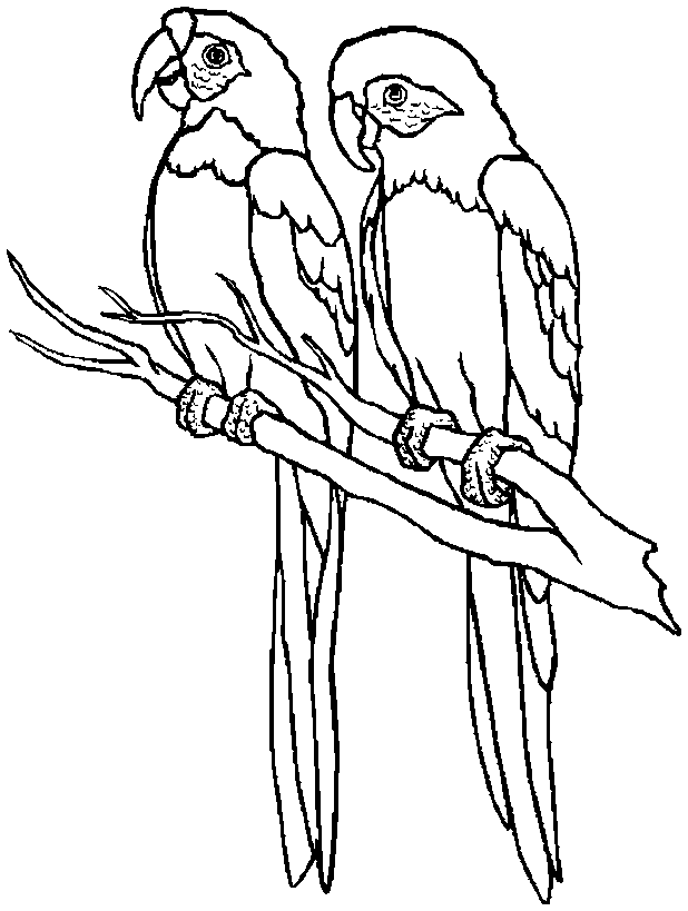 Parrots Cute Free Printable Coloring Page