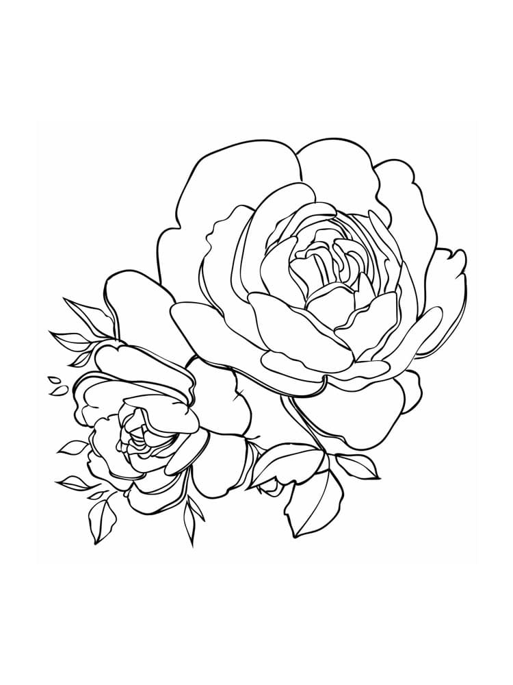 Peony Cute Picture For Kids Coloring Page
