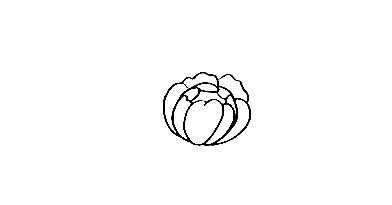 Peony-Drawing-1