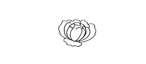 Peony-Drawing-2