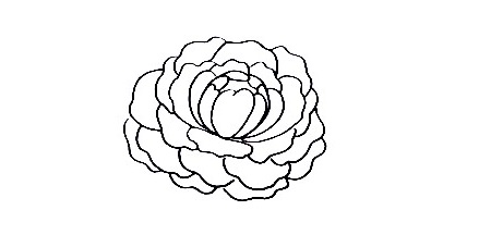 Peony-Drawing-3