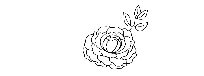 Peony-Drawing-4