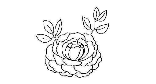 Peony-Drawing-5