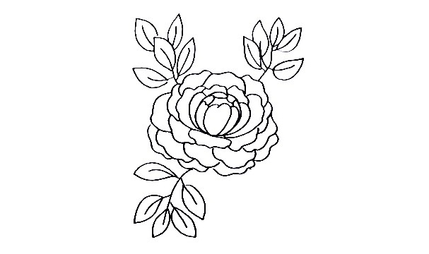 Peony-Drawing-6