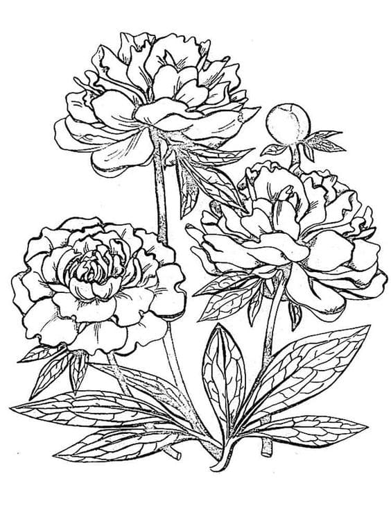 Peony Flower Coloring Pages Free Printable