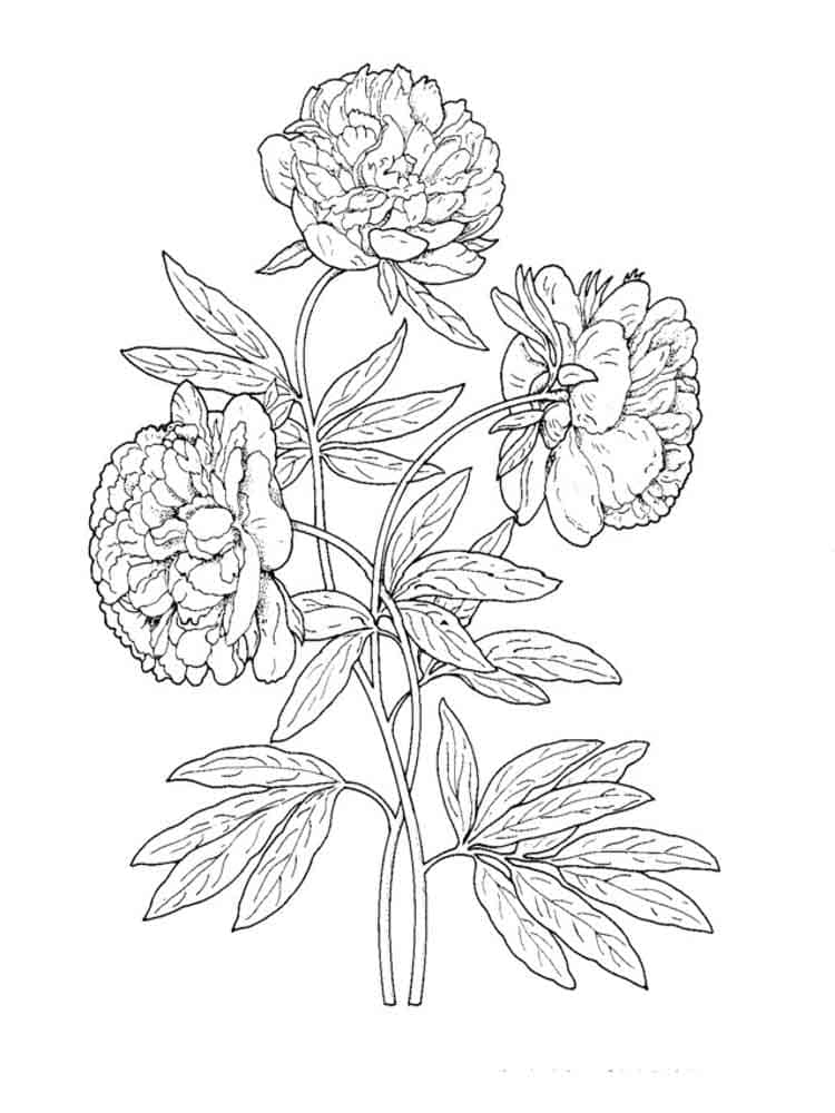 Peony Flower For Children Coloring Page