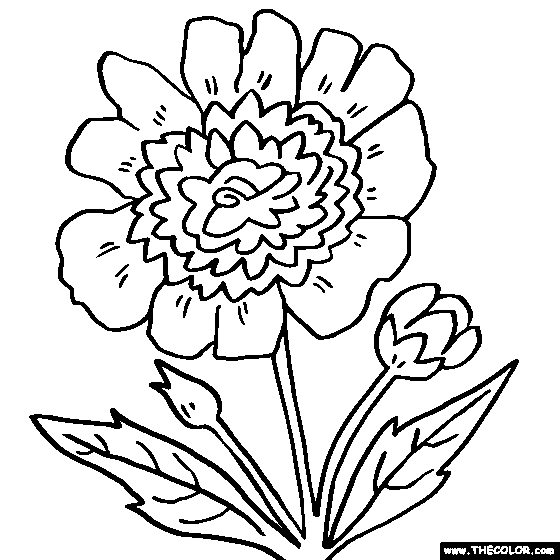 Peony Flower Free Image Coloring Page