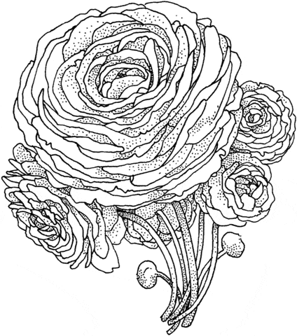 Peony Flower Free Printable Coloring Page