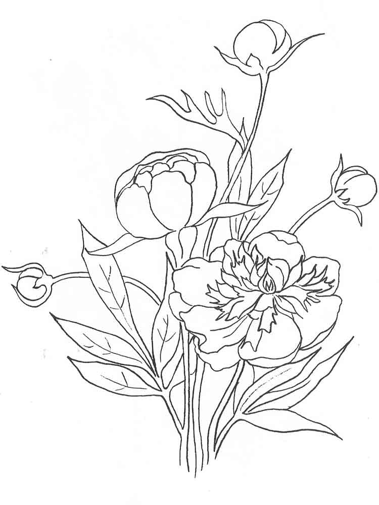 Peony Flower Image To Print Coloring Page