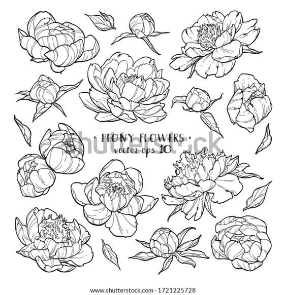 Peony Flowers Set 1 On White Stock Vector Coloring Page