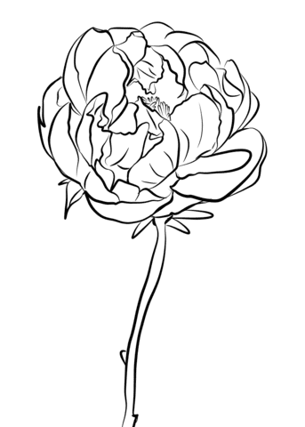 Peony Free Image Coloring Page