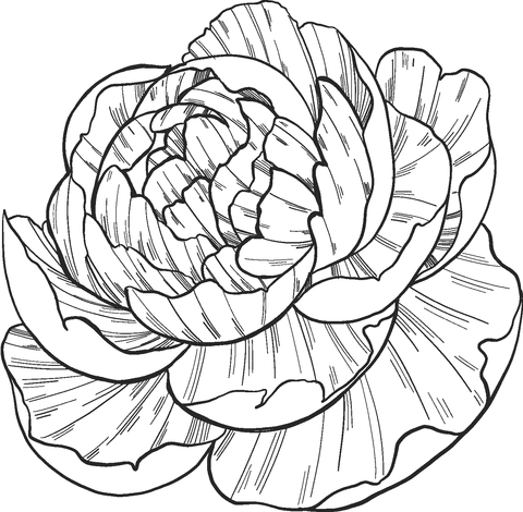 Peony Free Coloring Page