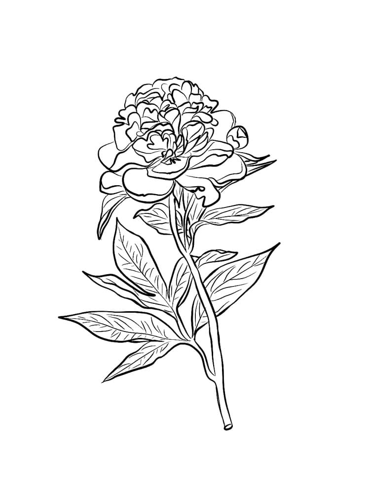 Peony Image For Kids Coloring Page
