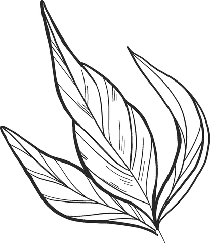 Peony Leaves Free Coloring Page
