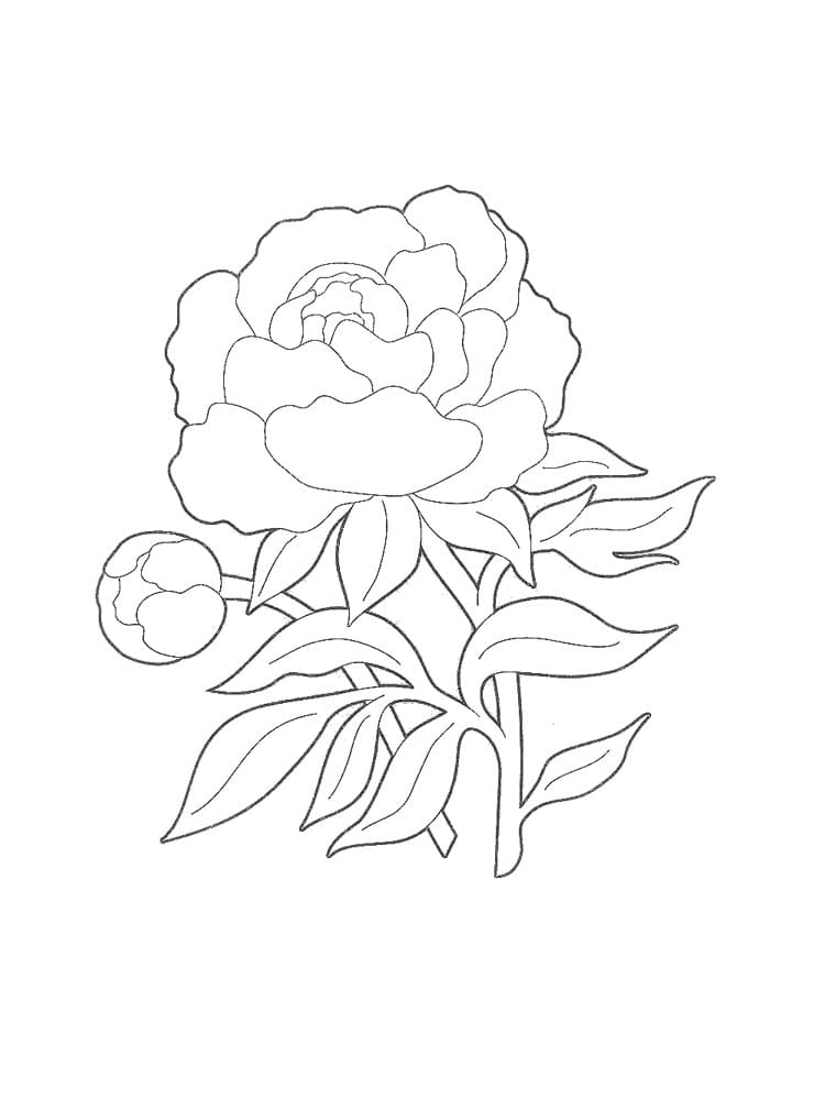 Peony Panting For Kids Coloring Page
