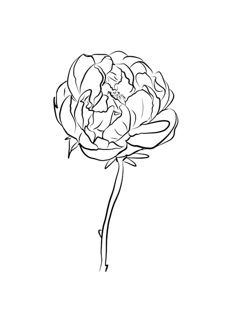 Peony Picture For Kids Coloring Page