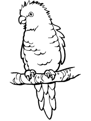 Perched Parrot Free Printable Coloring Page