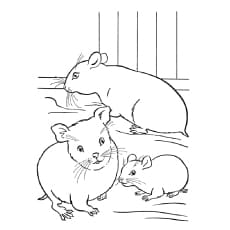 Pet Hampsters Hamster To Print