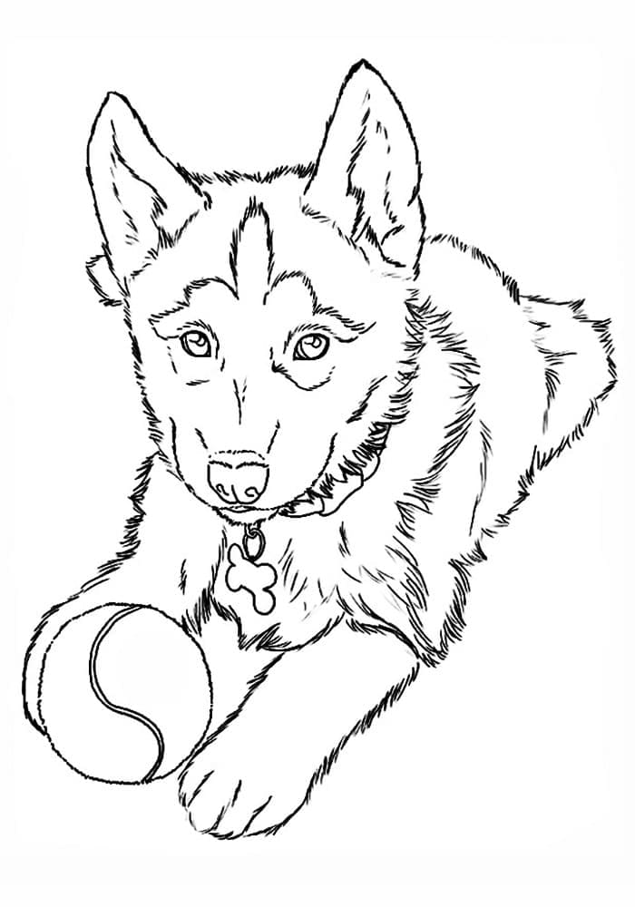 Play With Husky To Print Coloring Page