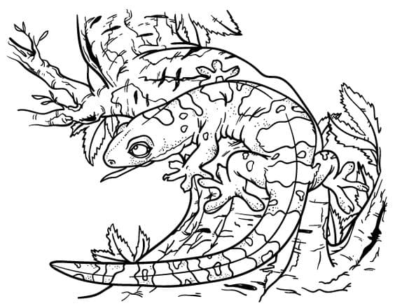 Printable Gecko Coloring Page Coloring Page