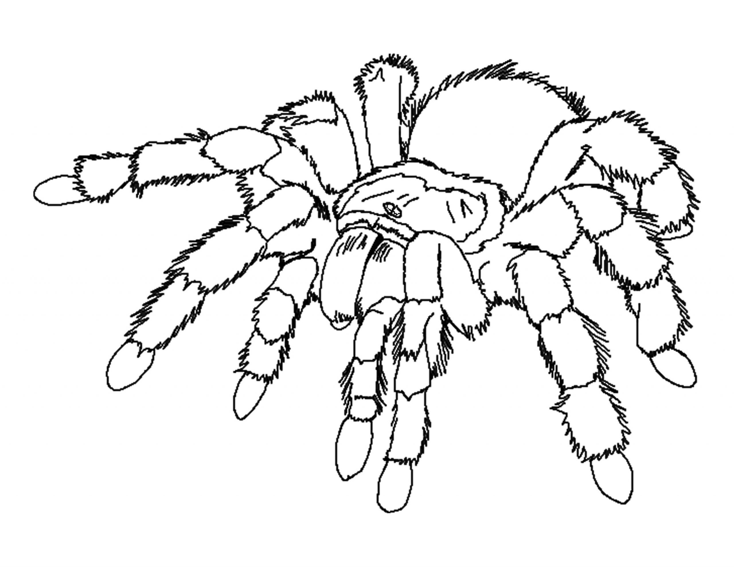 Printable Spider Coloring For Kids