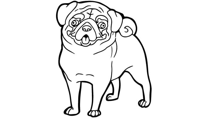 Pug Color Page Coloring Page