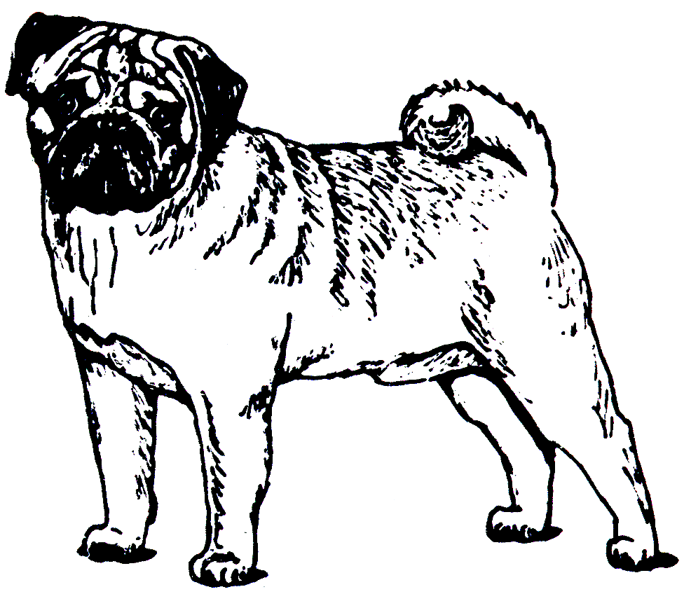 Pug Dog Coloring Pages Free Coloring Page