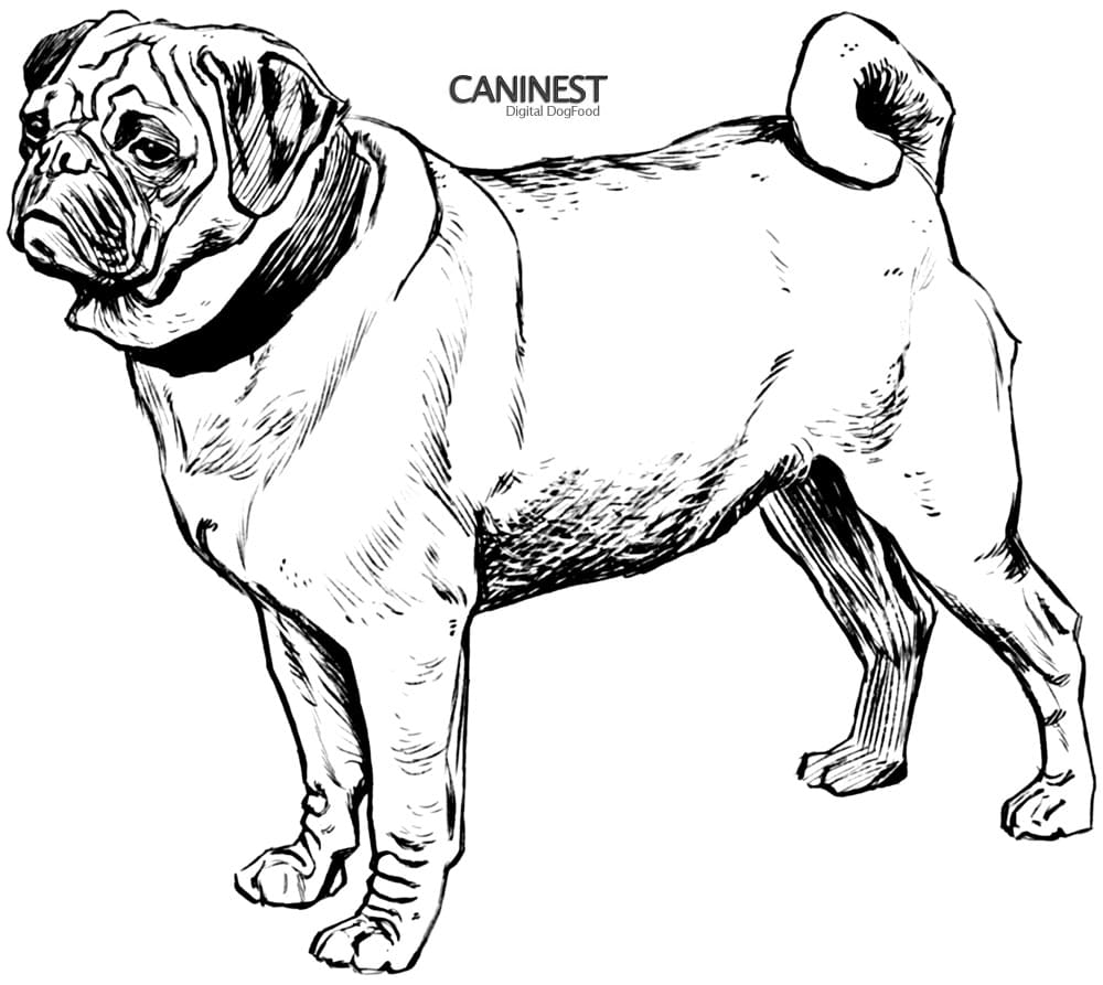 Pug Dog Coloring Pages Printable Free Coloring Page
