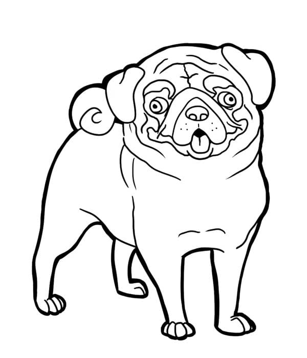 Pug Face Coloring Free