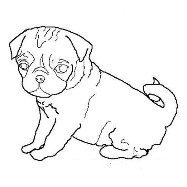 Pug Puppy Coloring Free Printable Coloring Page