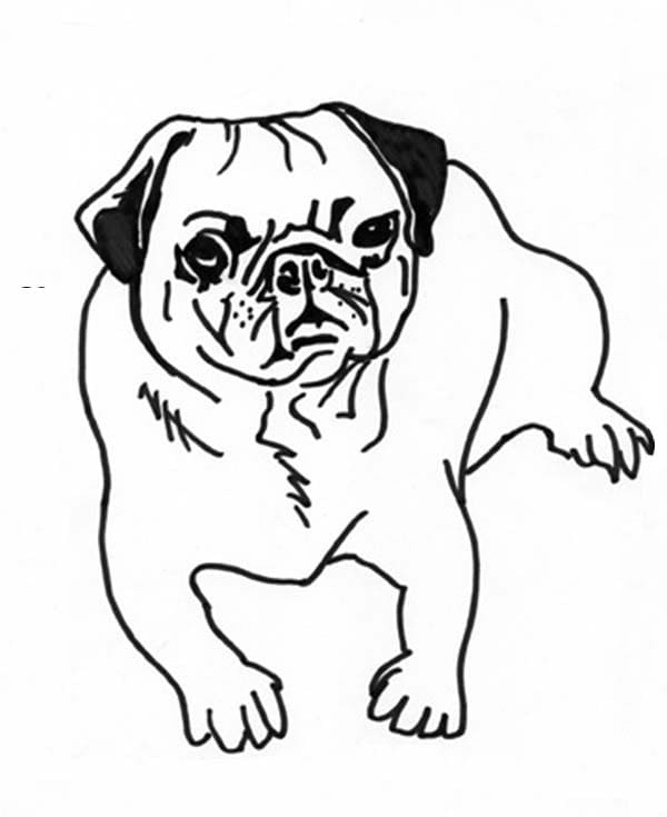 Pug Puppy Dog Coloring Pages Coloring Page