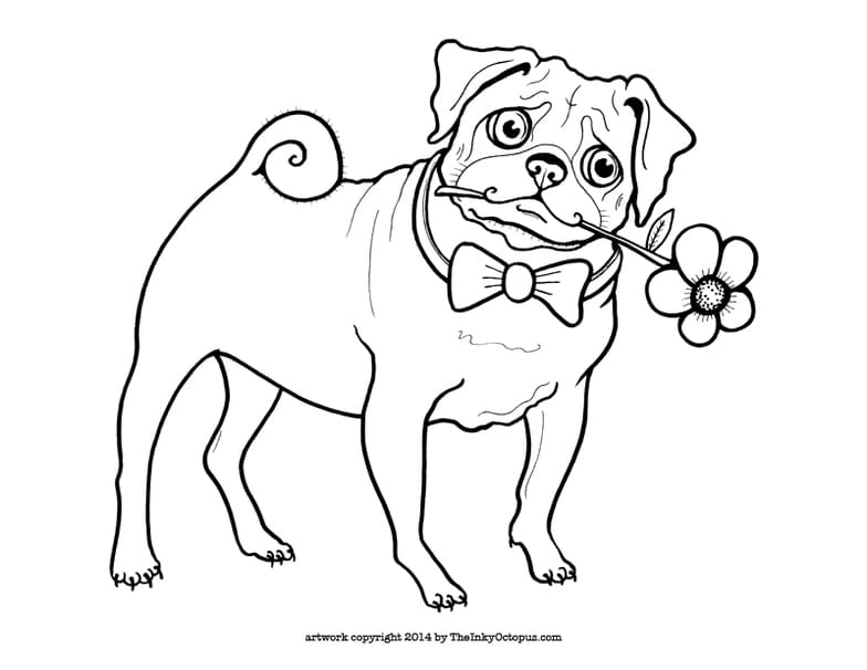 Pug with Flower Coloring Pages Printable