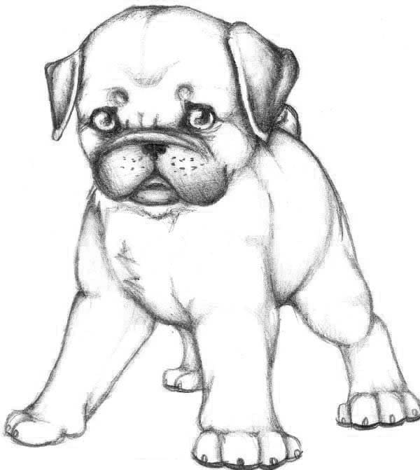 Puppy To Printable Coloring Page