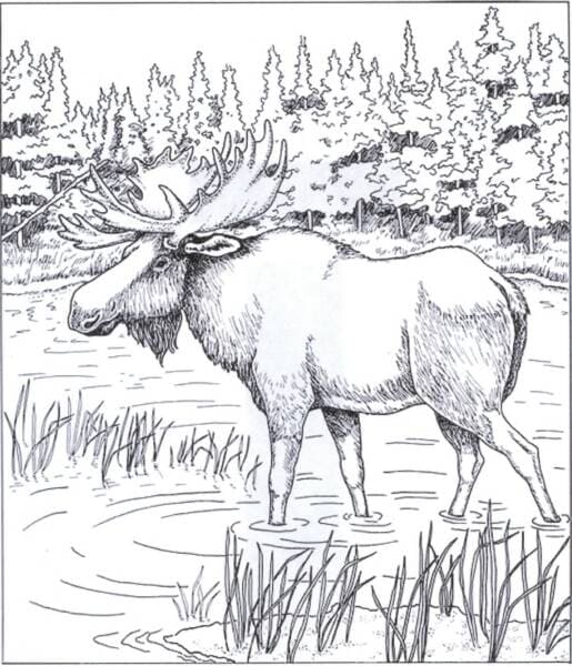 Realistic Alaska Moose Image For Children Coloring Page