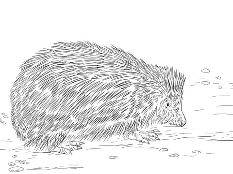 Realistic European Hedgehog Free Coloring Page