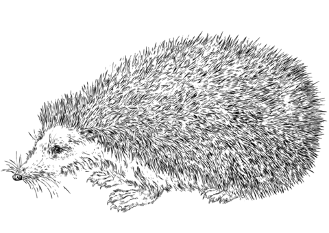 Realistic Hedgehog Coloring Free Coloring Page